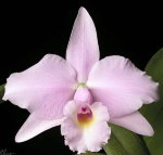 Орхидея Cattleya Memoria Albert Wenzel (отцвела)   