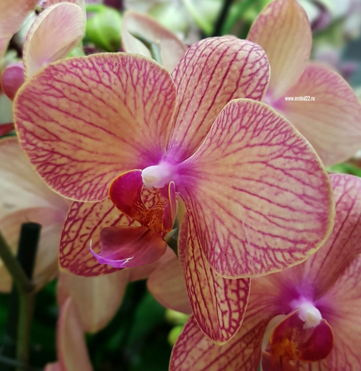 Орхидея Phalaenopsis Anke (отцвел)            