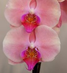 Орхидея Phalaenopsis (отцвел)            