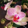 Орхидея Phal. Spring, multiflora (отцвел, РЕАНИМАШКА)