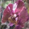 Орхидея Phalaenopsis (отцвел)              