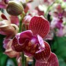 Орхидея Phalaenopsis Deedee (отцвел)  
