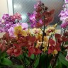 Орхидея Phalaenopsis Deedee
