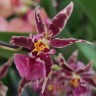 Орхидея Oncidium Titanium Treasure purple (отцвел)