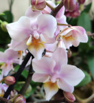 Орхидея Phal. Fragrance Tricolor, multiflora (отцвел, РЕАНИМАШКА)