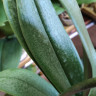 Орхидея Phal. Fragrance Tricolor, multiflora (отцвел, РЕАНИМАШКА)