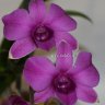 Орхидея Dendrobium mini (отцвёл)