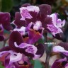 Орхидея Phalaenopsis Cranberry Cha Cha, mini