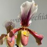 Орхидея Paphiopedilum hybrid (отцвел)       