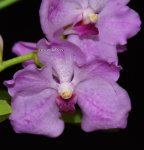 Орхидея Vanda Adisak x V. Kultana blue (еще не цвела)