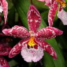 Орхидея Vuylstekeara Yokara Perfection x Oncidium leucochilum (отцвела)