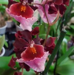 Орхидея Miltonidium 