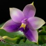 Орхидея Phalaenopsis Samera blue (еще не цвел) 