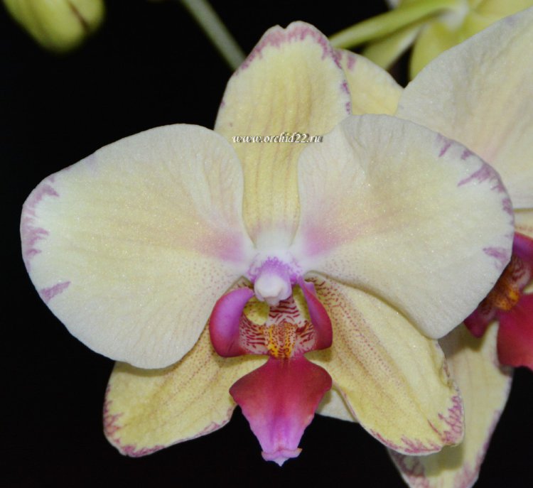 Орхидея Phalaenopsis  Christina