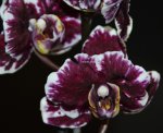 Орхидея Phalaenopsis Sparkle