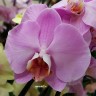 Орхидея Phalaenopsis Pink Lady (отцвёл)