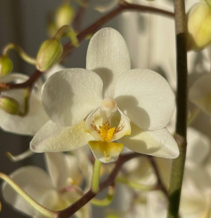 Орхидея Phalaenopsis Wild White (отцвел)