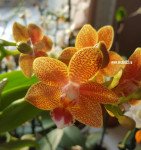 Орхидея Phal. Table Masterpiece, multiflora (отцвел, РЕАНИМАШКА)