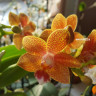 Орхидея Phal. Table Masterpiece, multiflora (отцвел, РЕАНИМАШКА)