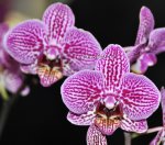 Орхидея Phalaenopsis  multiflora
