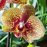 Орхидея Phalaenopsis Charmer 