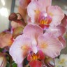 Орхидея Phalaenopsis 