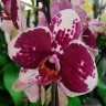 Орхидея Phalaenopsis (отцвёл) 