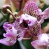 Орхидея Phalaenopsis mini 