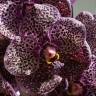 Орхидея Vanda Black Beauty (отцвела)