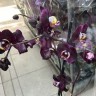 Орхидея Phalaenopsis Black