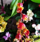 Орхидея Howeara Lava Burst Sunrise