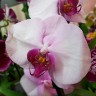 Орхидея Phalaenopsis Scroppino (отцвел)
