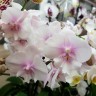 Орхидея Phalaenopsis Big Lip        