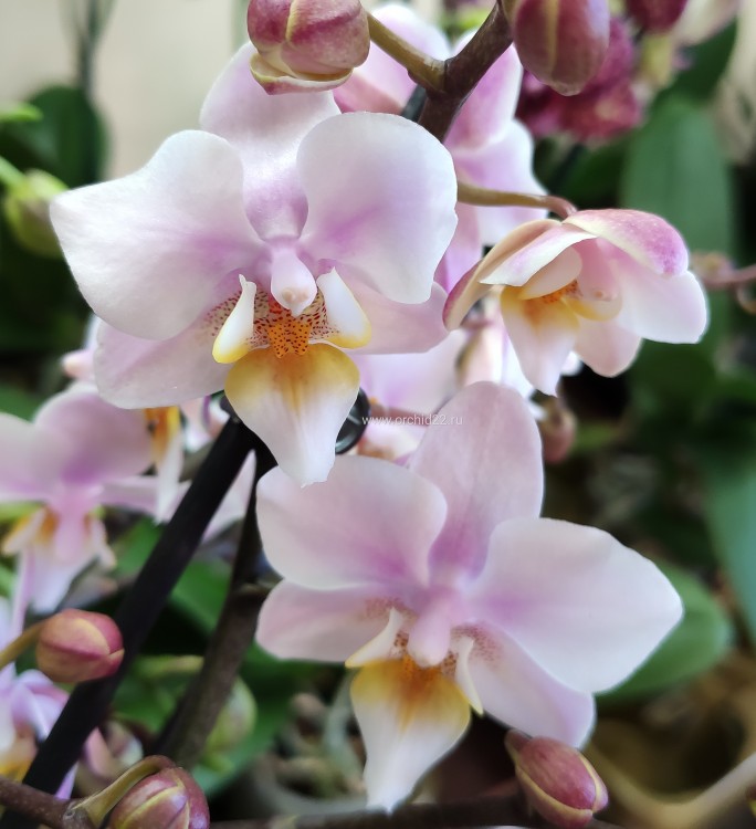 Орхидея Phalaenopsis Fragrance Tricolor, multiflora (отцвел)