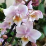 Орхидея Phalaenopsis Fragrance Tricolor, multiflora (отцвел)
