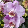 Орхидея Phalaenopsis Levante 