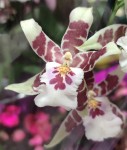 Орхидея Aliceara ‘Renaissance White’ (отцвела, РЕАНИМАШКА)