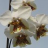 Орхидея Phalaenopsis stuartiana tipo x sib (еще не цвел)