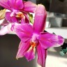 Орхидея Phalaenopsis Liodoro peloric (отцвел)