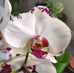 Орхидея Phal. Red Lip, mutation (отцвел, РЕАНИМАШКА)