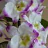 Орхидея Dendrobium nobile Irene Smile (отцвел, деленка)