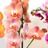 Орхидея Phalaenopsis Brion (отцвел)