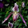Орхидея Paph. philippinense x paph. barbatum (еще не цвёл)