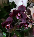 Орхидея Phalaenopsis Black Swan (отцвел)