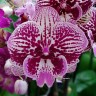 Орхидея Phalaenopsis Big Lip    
