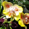 Орхидея Phalaenopsis Brother Sara Gold x Chiada Spark (еще не цвёл)