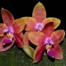 Орхидея Phalaenopsis Guadalupe Pineda (еще не цвел)  