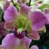 Орхидея Dendrobium (отцвел, деленка) 