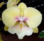 Орхидея Phalaenopsis KS Big Stone 'KS1221-1' (отцвел)     