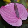 Anthurium Cavalli Purple (отцвел)
